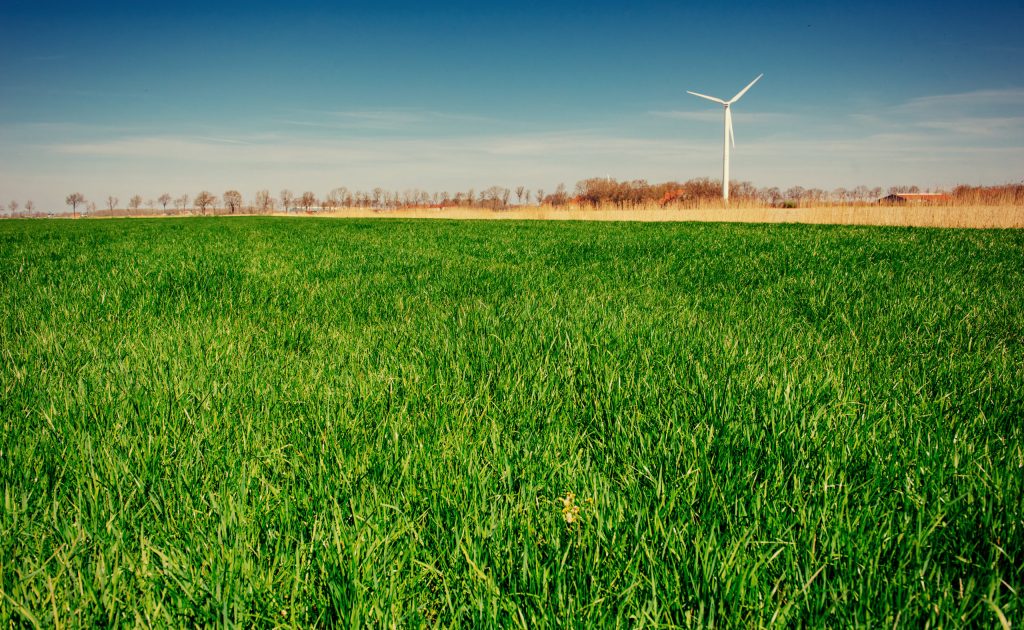 green grass field and bright blue sky.