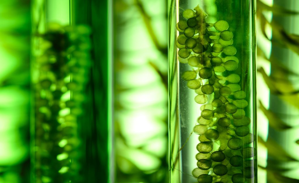 Photobioreactor in Algae fuel biofuel industry, sustainable energy concept